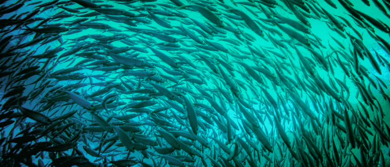 Shoul of fishing in blue/green water
